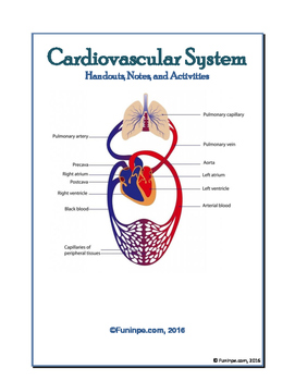worksheet circulatory system grade 6