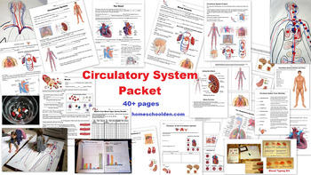 Preview of Circulatory System Unit (and Hands-On Activities) 40+ Pages