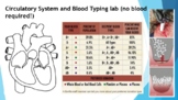 Circulatory System & Blood Typing lab (no blood required!)