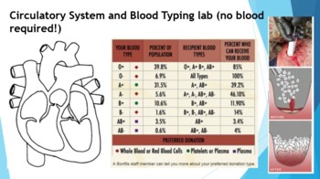 Preview of Circulatory System & Blood Typing Lab (no blood required!)