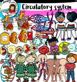 Circulatory System- big set!