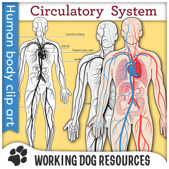 Preview of Circulatory System clip art