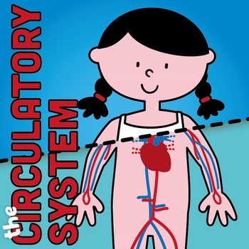 Preview of Circulatory System fold and learn