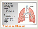 Circulatory and Respiratory System Unit