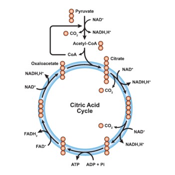 Preview of Citric Acid Cycle Diagram. Krebs Cycle Labeled Scheme.