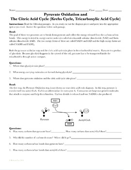 Cell Respiration Activity: Krebs Cycle Cut and Paste by Science With ...