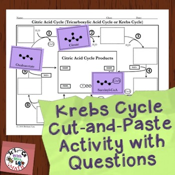 Preview of Cell Respiration Activity: Krebs Cycle Cut and Paste