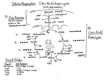 Preview of Citric Acid Cycle with Prep reaction diagram