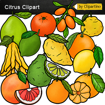 Preview of Citrus Fruit Clip Art Commercial use /Lemon /Kumquat /Mandarin /Bergamot 
