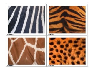Free - Animals skin patterns - flashcards by Mom's Treasure | TPT