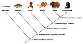 Preview of Cladogram and Extinction worksheet