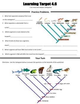 Preview of Cladograms Worksheet Using Common Ancestors and Evolutionary Traits