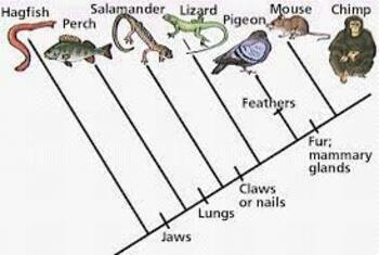 Preview of Cladograms and Extinction google slides presentation