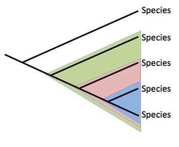 Preview of Cladograms and Phylogenetic Trees Image Resource