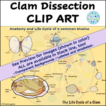 Preview of Clam Dissection Clip Art Images