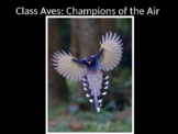 Class Aves PowerPoint