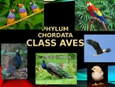 Class Aves ppt