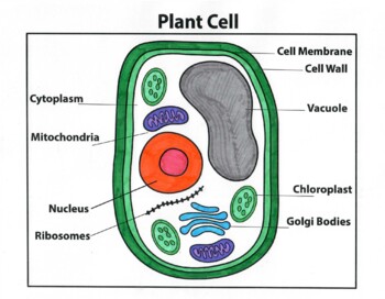 Plant and Animal Cell Structure with Diagram-saigonsouth.com.vn