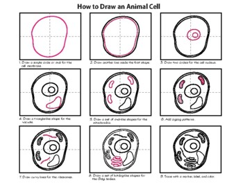 how to draw a cell