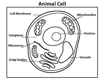 How TO Draw animal cell easy/animal cell drawing - YouTube-saigonsouth.com.vn