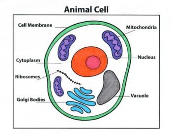 Buy Animal Cell Diagram PDF Online in India - Etsy-saigonsouth.com.vn