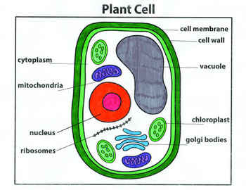 Classical Conversations Cycle 1 Week 4: How to Draw a Plant Cell