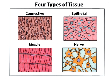 Preview of Classical Conversations Cycle 3 Week 1 Science: How to Draw Four Types of Tissue