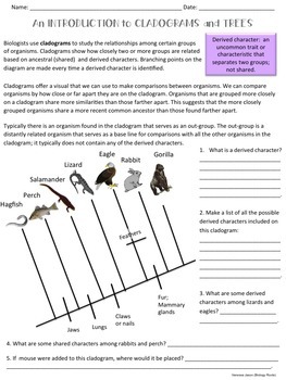 phylogenetic trees packet answer key