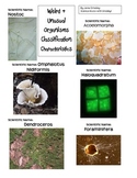 Classification KINGDOMS Weird & Unusual Organisms WEBQUEST