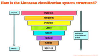 linnaeus classification system for kids