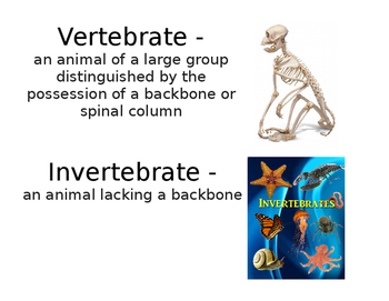 Preview of Classification Vocabulary for Word Wall