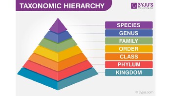 Classification and Taxonomy of Mammals by MaryGrace Hartzog | TPT