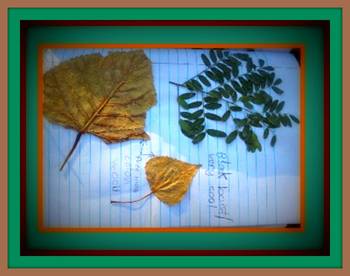 Preview of Leaf identification activity: dichotomous classification key to deciduous leaves