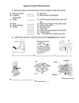 Preview of Synovial Joint Movement worksheet