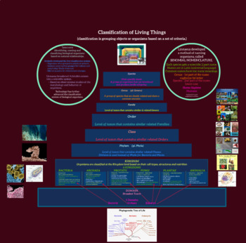 Preview of Classification of Living Things