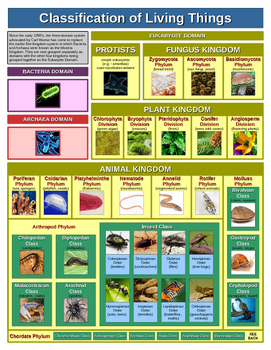 Classification Of Organisms Chart