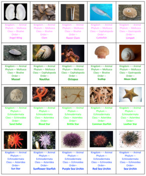 Classify Invertebrates Crossword Puzzles by Ah - Ha Lessons | TPT