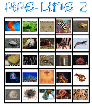 Classify Invertebrates Pipe Line Game by Ah - Ha Lessons | TpT