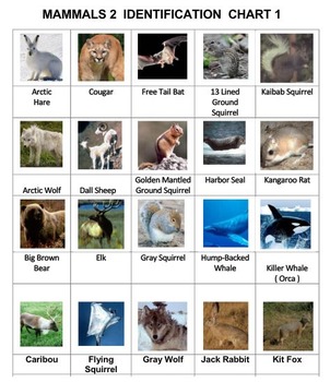 Classify Mammals Vol. 2 by Ah - Ha Lessons | TPT