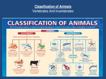 Preview of Classifying Animals: Vertebrates and Invertebrate Interactive Unit