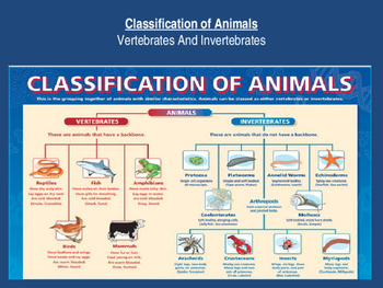 animal kingdom classification vertebrates invertebrates