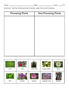 non flowering plants with names and pictures