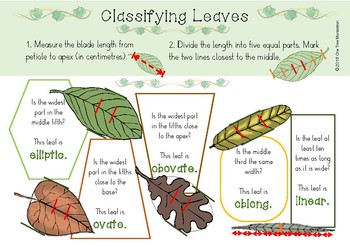 Preview of Classifying Leaves