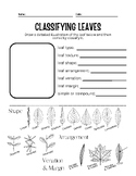 Classifying Leaves Project