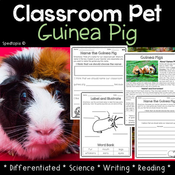 Guinea Pigs and Kids: Home and Classroom Pets