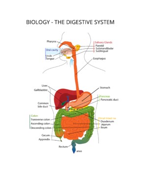 Preview of Classroom Poster - Biology - The Digestive System