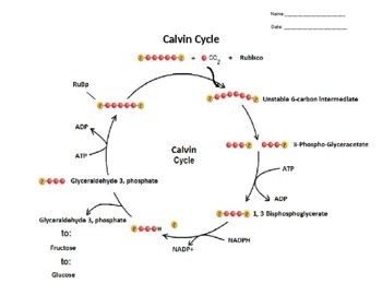 Clear Calvin Cycle Summary with Worksheet/Quiz by Matthew Sween | TpT