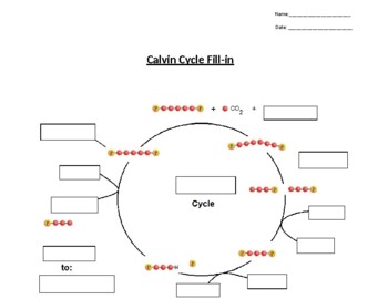 Clear Calvin Cycle Summary with Worksheet/Quiz by Matthew Sween | TpT