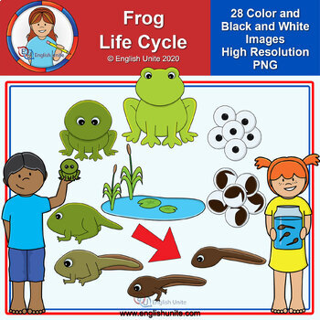 Preview of Clip Art - Frog Life Cycle
