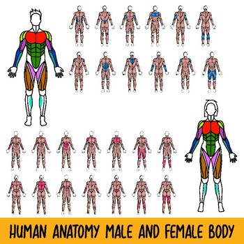 Preview of Clip Art Human Anatomy Male & Female Body Muscles